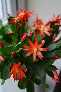 Close-up of red flowers