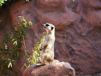 View of an animal on rock