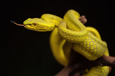 Yellow viper snake in close up