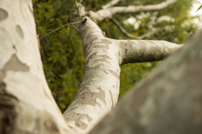 Close-up of tree trunk in forest