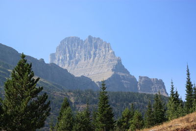 Panoramic view of pine trees and mountains against clear sky