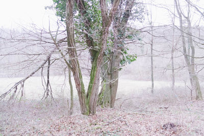 Trees in forest