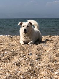 View of dog on beach