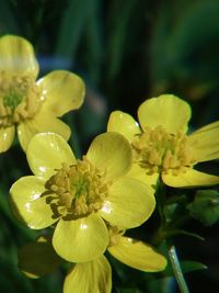 Close-up of yellow flowers blooming in park