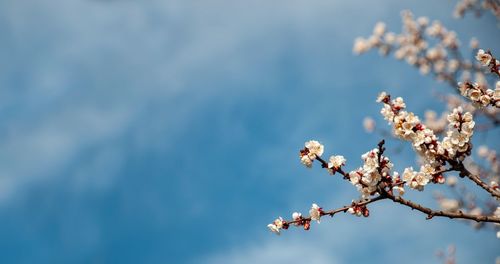 Spring scene with blooming white flowers branches of an apricot tree on a background of blue sky