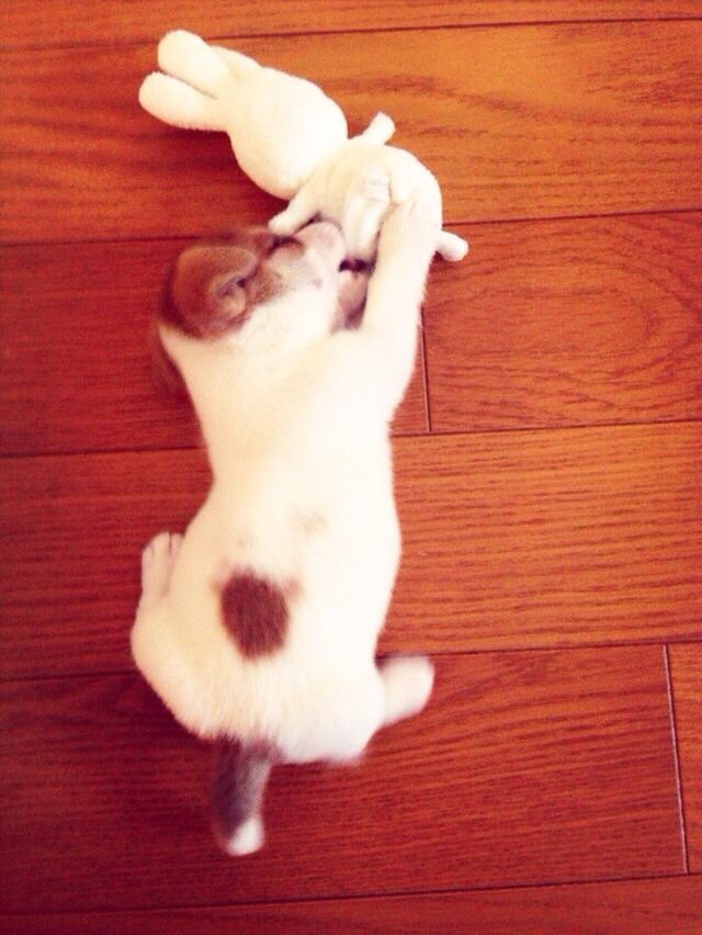 indoors, domestic animals, pets, dog, mammal, animal themes, one animal, hardwood floor, high angle view, white color, flooring, home interior, wood - material, table, relaxation, close-up, floor, no people, cute, full length