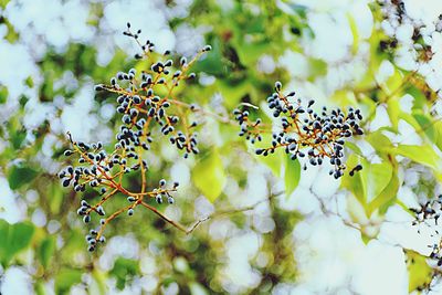 Close-up of butterfly on plant