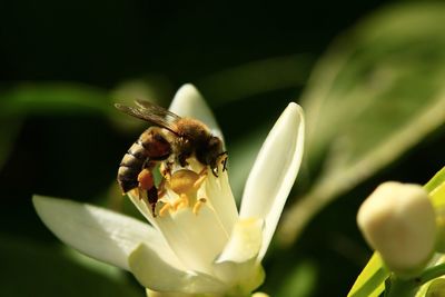 Close-up of honey bee pollinating on flower