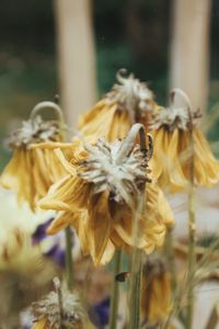 Close-up of wilted flower against blurred background