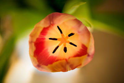 Close-up view of tulip