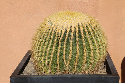 Close-up of cactus plant