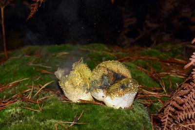 Close-up of frog on field