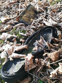 High angle view of lizard on tree