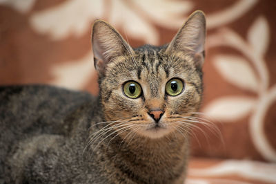 Close-up portrait of tabby cat