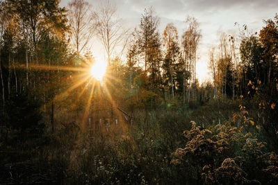 Sunlight streaming through trees on field against sky at sunset