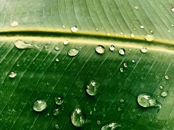 Full frame shot of raindrops on wet leaves