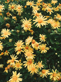 High angle view of flowering plant