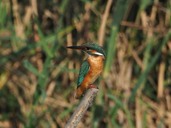 Close-up of bird perching on a land