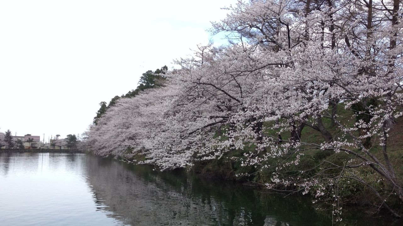 tree, water, branch, waterfront, flower, beauty in nature, nature, growth, lake, tranquility, river, tranquil scene, clear sky, reflection, scenics, bare tree, day, sky, outdoors, no people