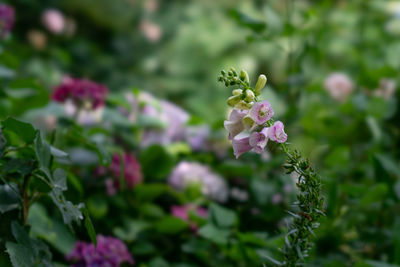 Close-up of pink flowering plant