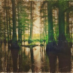 Reflection of trees in lake