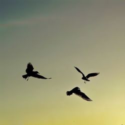 Low angle view of seagulls flying in sky
