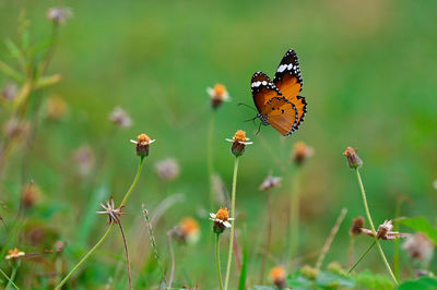 Close-up of butterfly pollinating on flower
