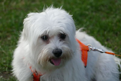 Close-up portrait of white dog