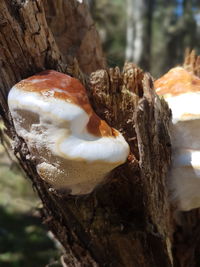 Close-up of mushroom on tree trunk