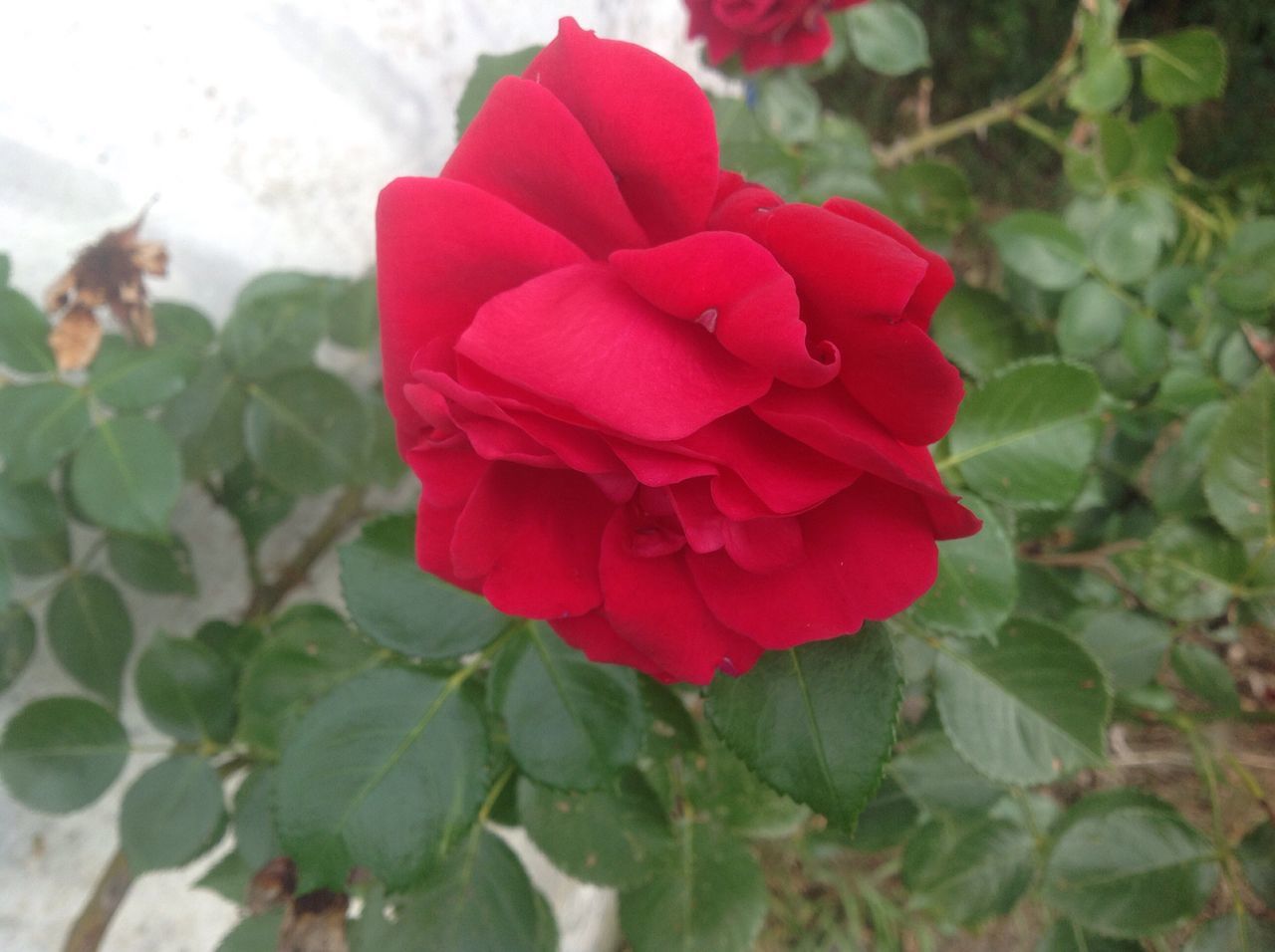 flower, freshness, fragility, petal, flower head, close-up, red, beauty in nature, growth, nature, leaf, season, rose - flower, vibrant color, springtime, plant, in bloom, single flower, selective focus, day, softness, outdoors, blossom, botany, focus on foreground, blooming, soft focus, pink color