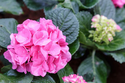 Close-up of pink hydrangea blooming outdoors