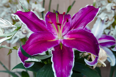 Close-up of pink iris flower