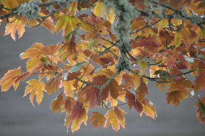 Close-up of autumnal leaves