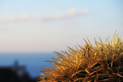 Close-up of plants by sea against sky