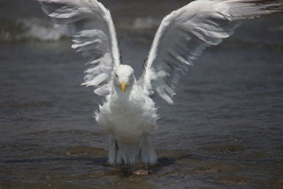 Swan in a lake