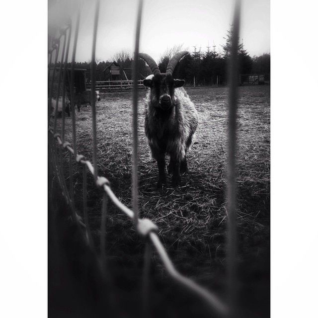 animal themes, mammal, domestic animals, one animal, grass, transfer print, field, pets, auto post production filter, standing, livestock, dog, fence, side view, grassy, horse, tree, plant, nature, day