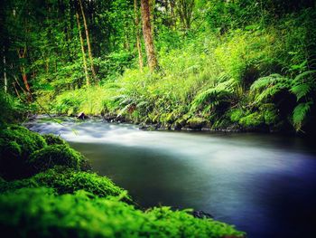 Stream flowing through forest