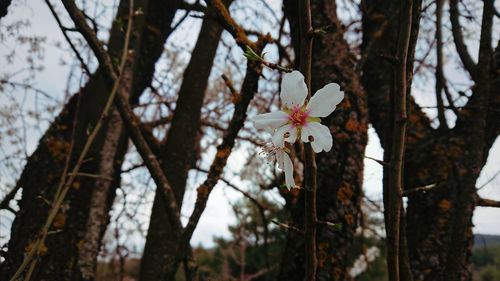 Close-up of cherry blossom tree