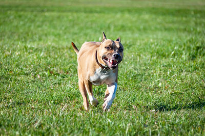Dog running on grassy field