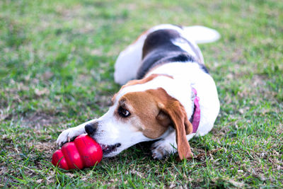 Close-up of dog on field