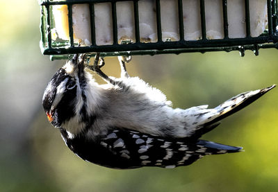 Close-up of bird perching on a feeder