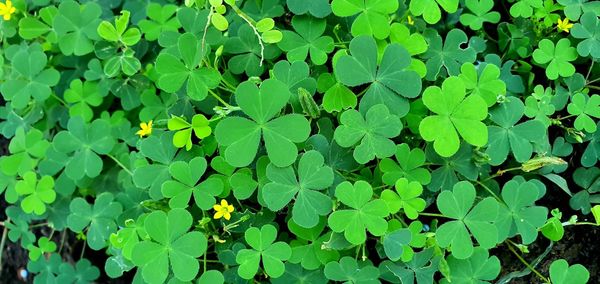 Full frame shot of fresh green leaves