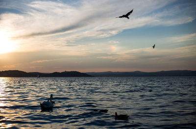 Silhouette birds flying over lake against sky during sunset