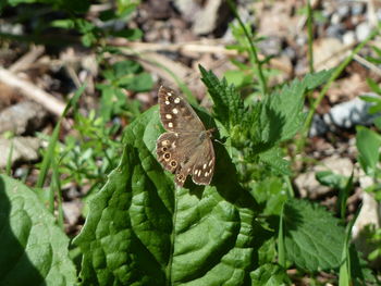 Close-up of butterfly on leaves