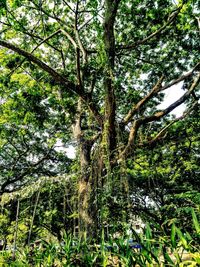 Trees in forest