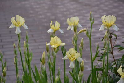 Close-up of yellow flowering plants