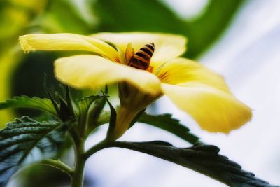 Close-up of yellow flower