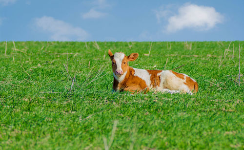 White and brown calf resting on a pasture with green grass and blue sky with clouds. 