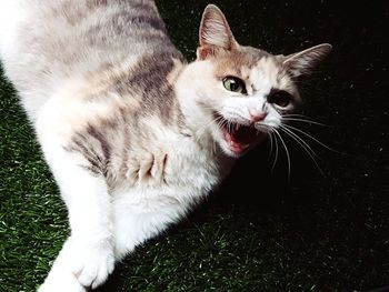 High angle portrait of cat by grass