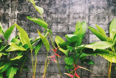 High angle view of plant growing by wall